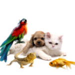 Tiere