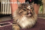 2 x XXL Maine Coon DECKKATER deckt auch Norwegische Waldkatz