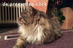 2 x XXL Maine Coon DECKKATER deckt auch Norwegische Waldkatz