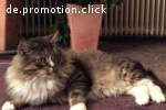 2 x XXL Maine Coon DECKKATER deckt auch Norwegische Waldkatz