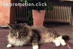 2 x XXL Maine Coon DECKKATER deckt auch Norwegische Waldkatz