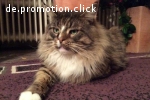 2 x XXL Maine Coon DECKKATER deckt auch Norwegische Waldkatz