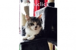 2 x XXL Maine Coon DECKKATER deckt auch Norwegische Waldkatz