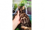 Bengal Kitten mit Stammbaum, Katzenbabys m/w 10 und 8 Wochen