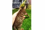 Bengal Kitten mit Stammbaum, Katzenbabys m/w 10 und 8 Wochen