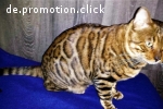 Bengal Kitten mit Stammbaum, Katzenbabys m/w 10 und 8 Wochen