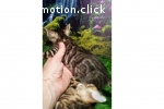 Bengal Kitten mit Stammbaum, Katzenbabys m/w 10 und 8 Wochen