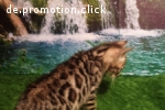 Bengal Kitten mit Stammbaum, Katzenbabys m/w 10 und 8 Wochen