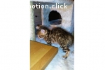 Bengal Kitten mit Stammbaum, Katzenbabys m/w 10 und 8 Wochen