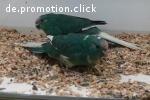 Blaue Ziegensittiche