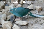 Blaue Ziegensittiche