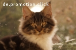 Maine Coon Babys von Fairydream, sanfte Riesen aus niveauvol