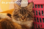 Maine Coon Babys von Fairydream, sanfte Riesen aus niveauvol