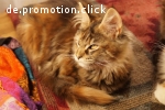 Maine Coon Babys von Fairydream, sanfte Riesen aus niveauvol