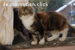 Maine Coon Babys von Fairydream, sanfte Riesen aus niveauvol