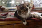 Maine Coon Babys von Fairydream, sanfte Riesen aus niveauvol