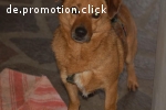 Mina sucht ruhige Familie