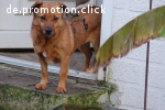 Mina sucht ruhige Familie