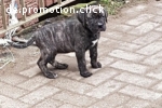 süsse dogo kanario welpen zuverkaufen