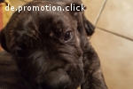 süsse dogo kanario welpen zuverkaufen
