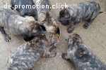 süsse dogo kanario welpen zuverkaufen