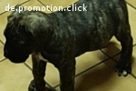 süsse dogo kanario welpen zuverkaufen