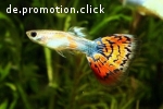 Suche Aquarium und Fische