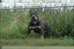 Welpen American Bully XL