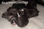 Welpen American Bully XL