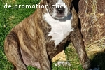 Welpen American Bully XL