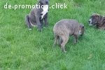 Welpen American Bully XL